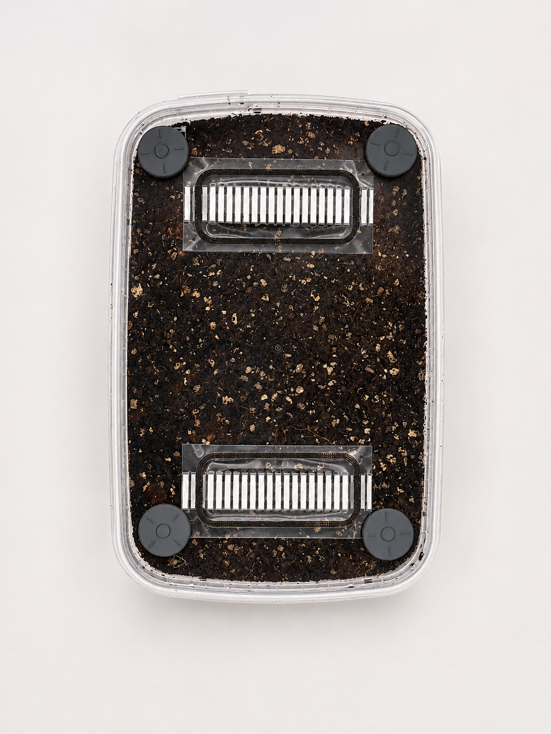 2-Pack CVG Mushroom Grow-Tub kit (1200ml All-in-One)
